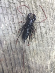 Mastigoproctus cinteotl