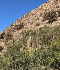 Trichocereus bertramianus