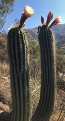 Trichocereus bertramianus