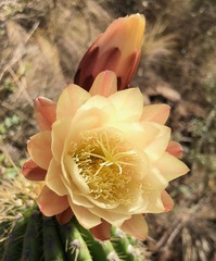 Trichocereus bertramianus