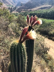 Trichocereus bertramianus
