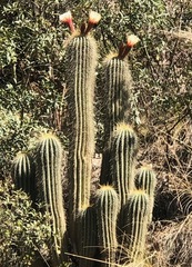 Trichocereus bertramianus