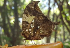 Hypna clytemnestra huebneri