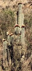 Trichocereus bertramianus