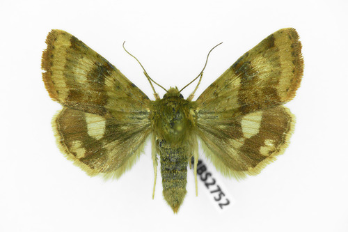 Liucerninis Saulinukas nuotrauka