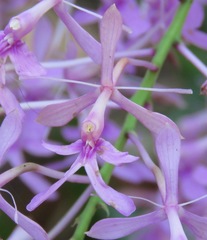 Epidendrum amplum