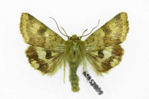 Liucerninis Saulinukas nuotrauka