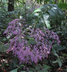 Epidendrum amplum