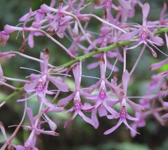 Epidendrum amplum
