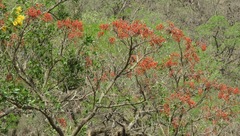 Erythrina falcata