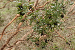 Comarostaphylis polifolia