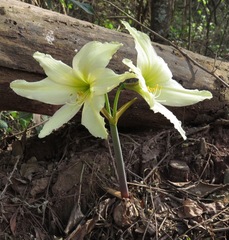 Hippeastrum evansiae