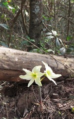 Hippeastrum evansiae