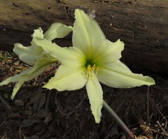 Hippeastrum evansiae