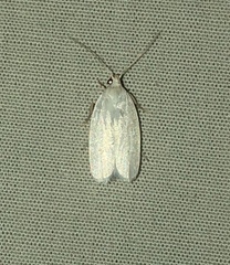 Antaeotricha albulella
