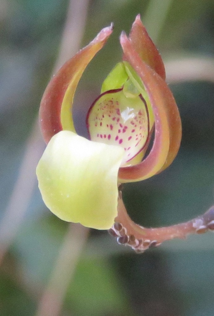 Orleanesia maculata