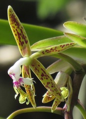 Epidendrum cristatum