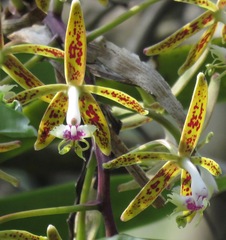 Epidendrum cristatum