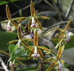 Epidendrum cristatum