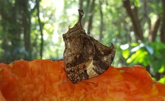 Hypna clytemnestra huebneri