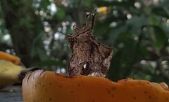 Hypna clytemnestra huebneri