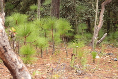 Pinus devoniana
