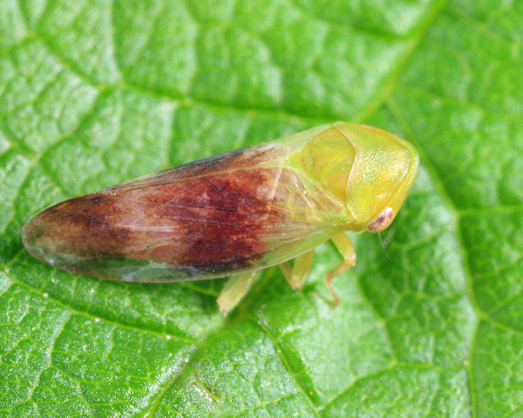 Macropsis canadensis