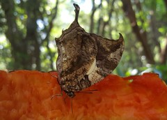 Hypna clytemnestra huebneri