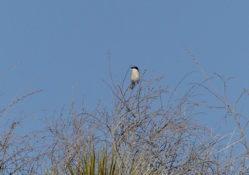 iNaturalist observation 2023-02-28