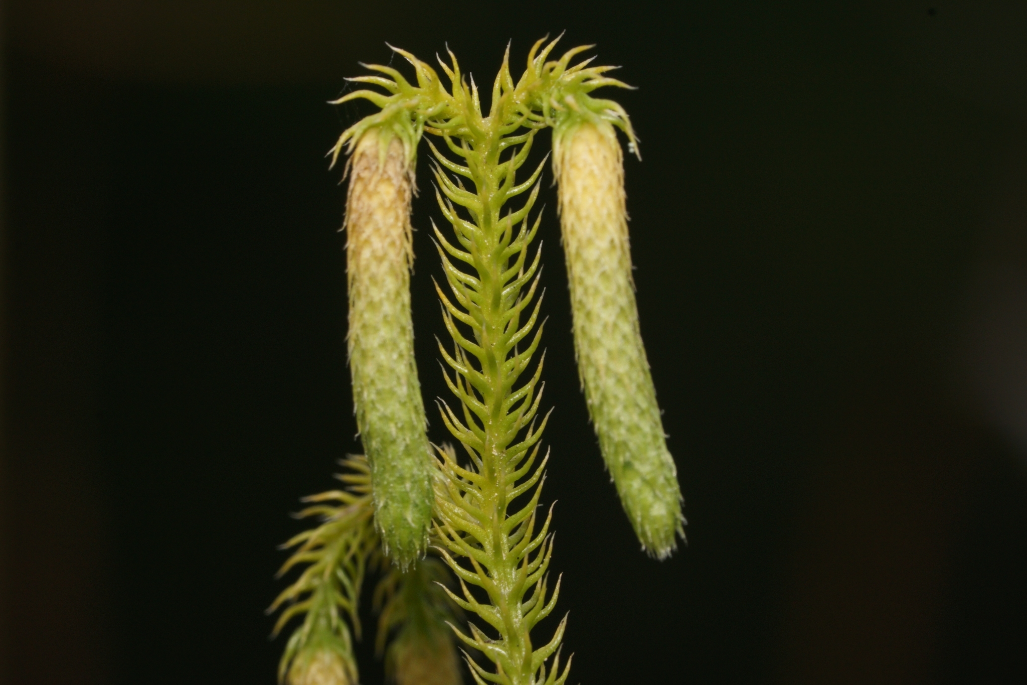 Palhinhaea cernua