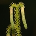 Staghorn Clubmoss - Photo (c) Joshua Hall, some rights reserved (CC BY-NC), uploaded by Joshua Hall