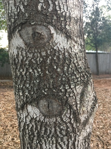 Mexican red oak