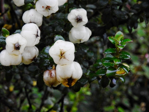 Gaultheria foliolosa, photograph 2