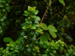 Gaultheria foliolosa, photograph (c) Esteban Poveda, some rights reserved (CC BY)