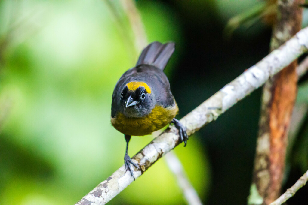 Dusky-faced and Olive-backed Tanagers