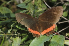 Biblis