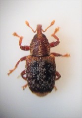 Peristoreus flavitarsis