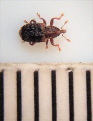 Peristoreus flavitarsis