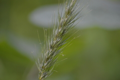 Elymus riparius