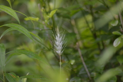 Elymus riparius