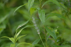 Elymus riparius