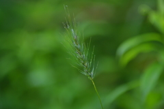 Elymus riparius