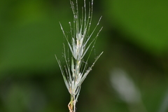 Elymus riparius