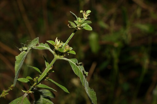 Hypoestes floribunda (Hypoestes floribunda)