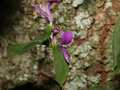 Hypoestes floribunda (Hypoestes floribunda)