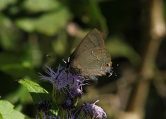 Allosmaitia strophius