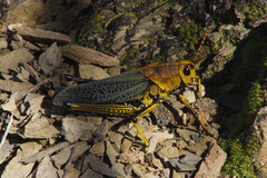 Taeniopoda tamaulipensis