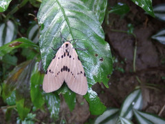 Amsactoides solitaria