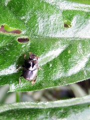 Onthophagini