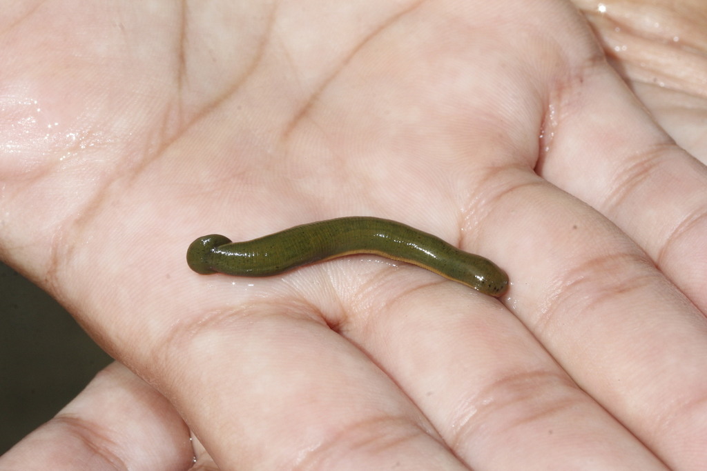 Limnobdella olivacea